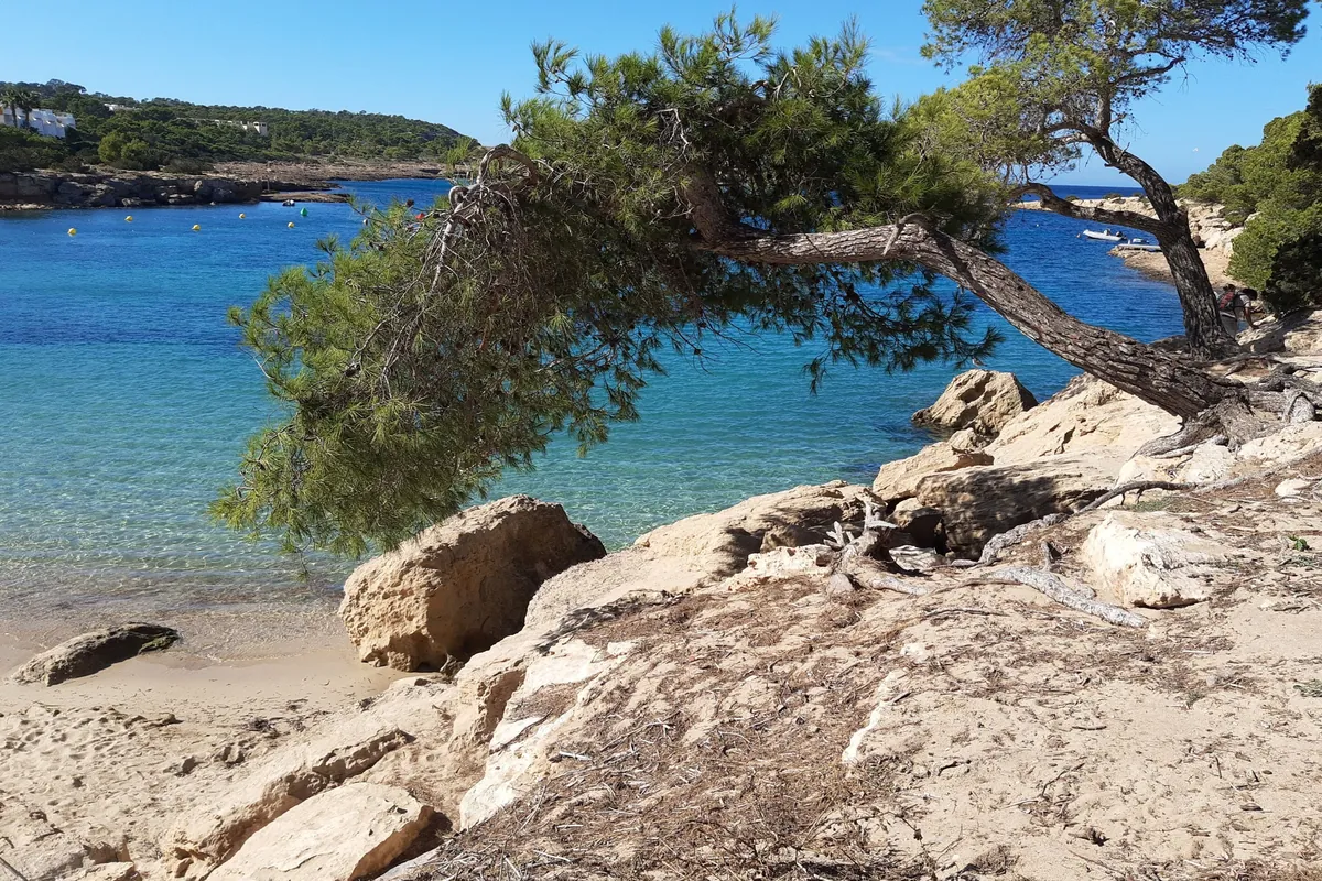 Foto de Platja Port d'es Torrent